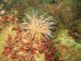 anemone.jpg